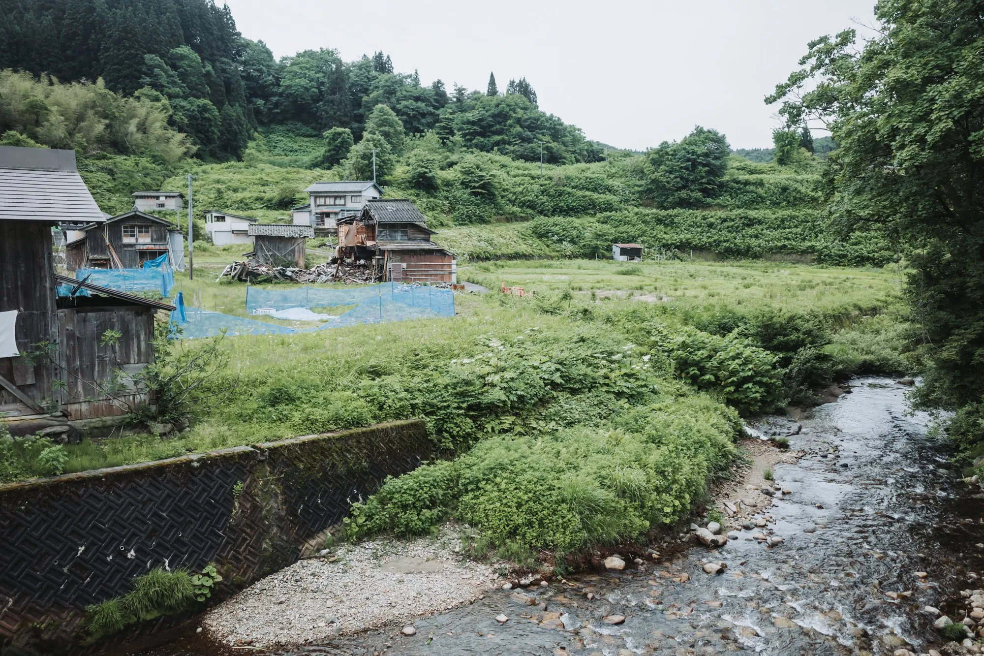 緑の山あいを川が流れる初夏の関川(2025年6月撮影)