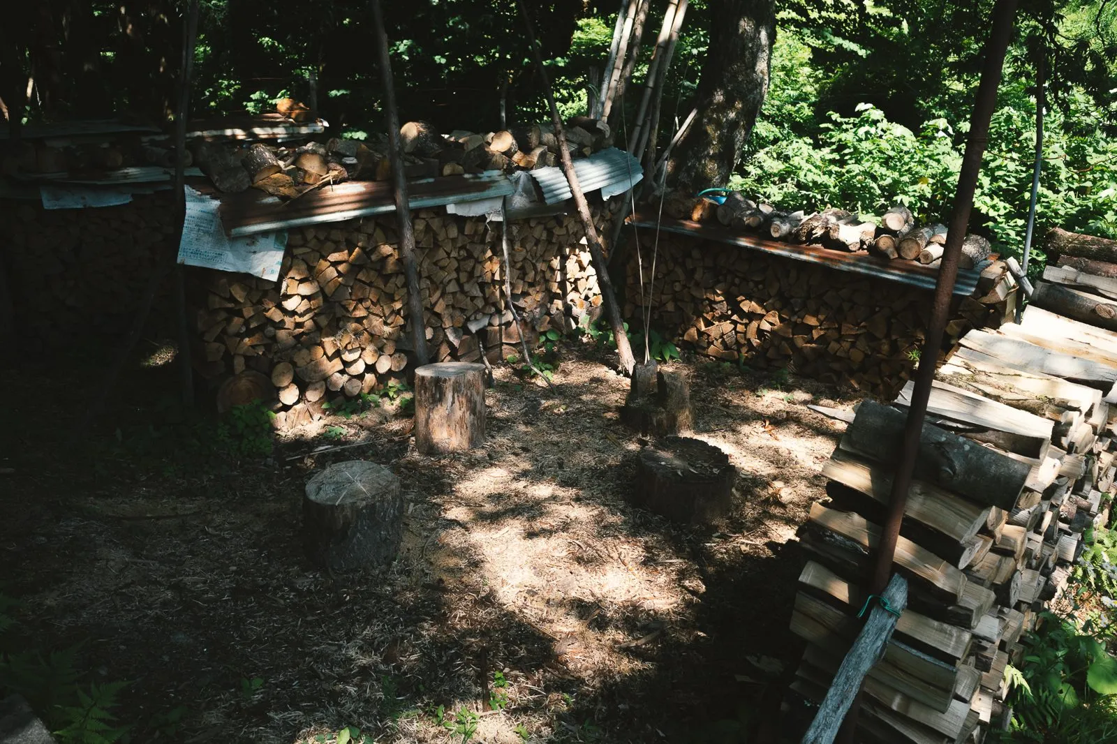関川の記録(夏)