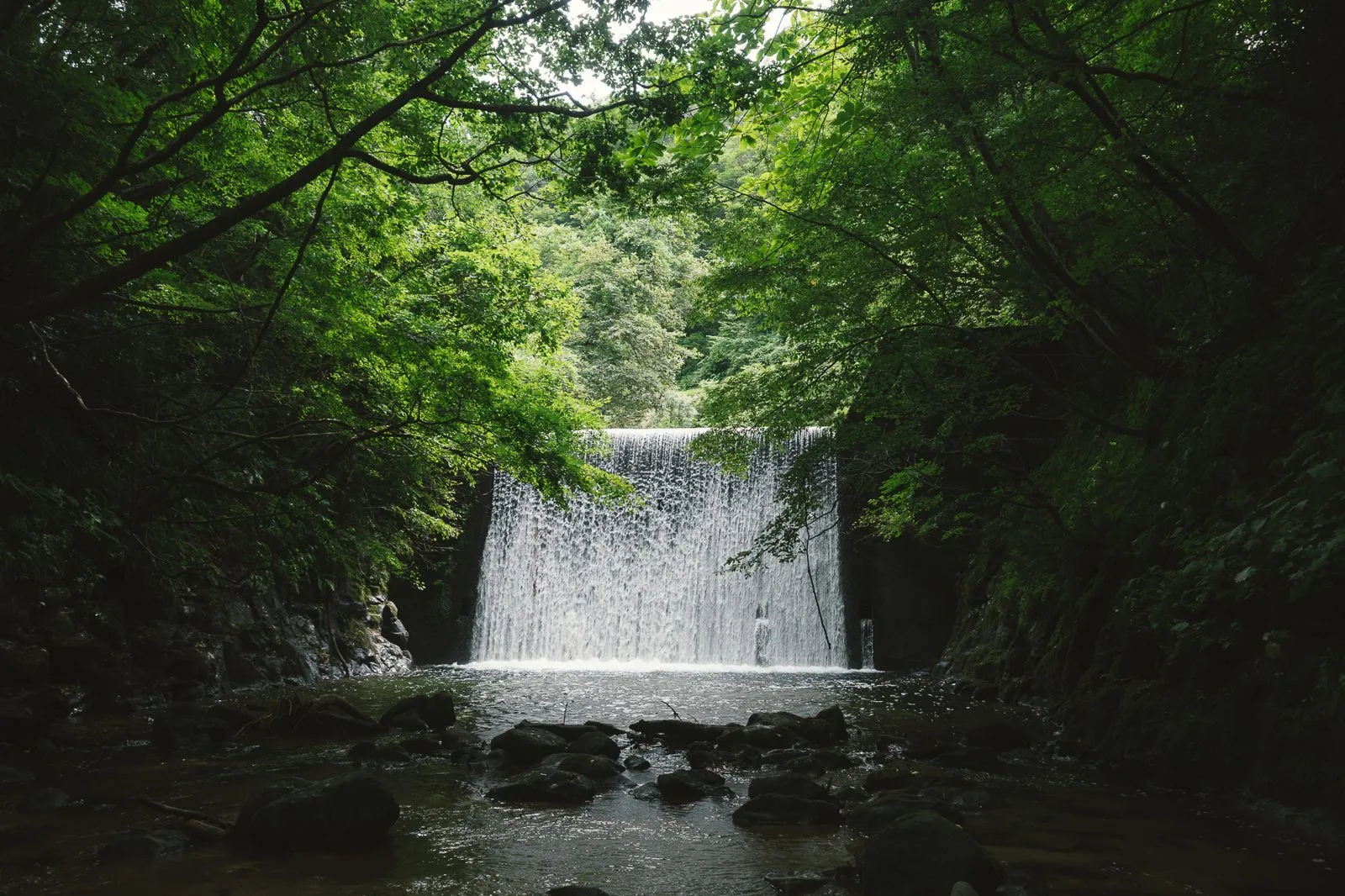 関川の記録(夏)
