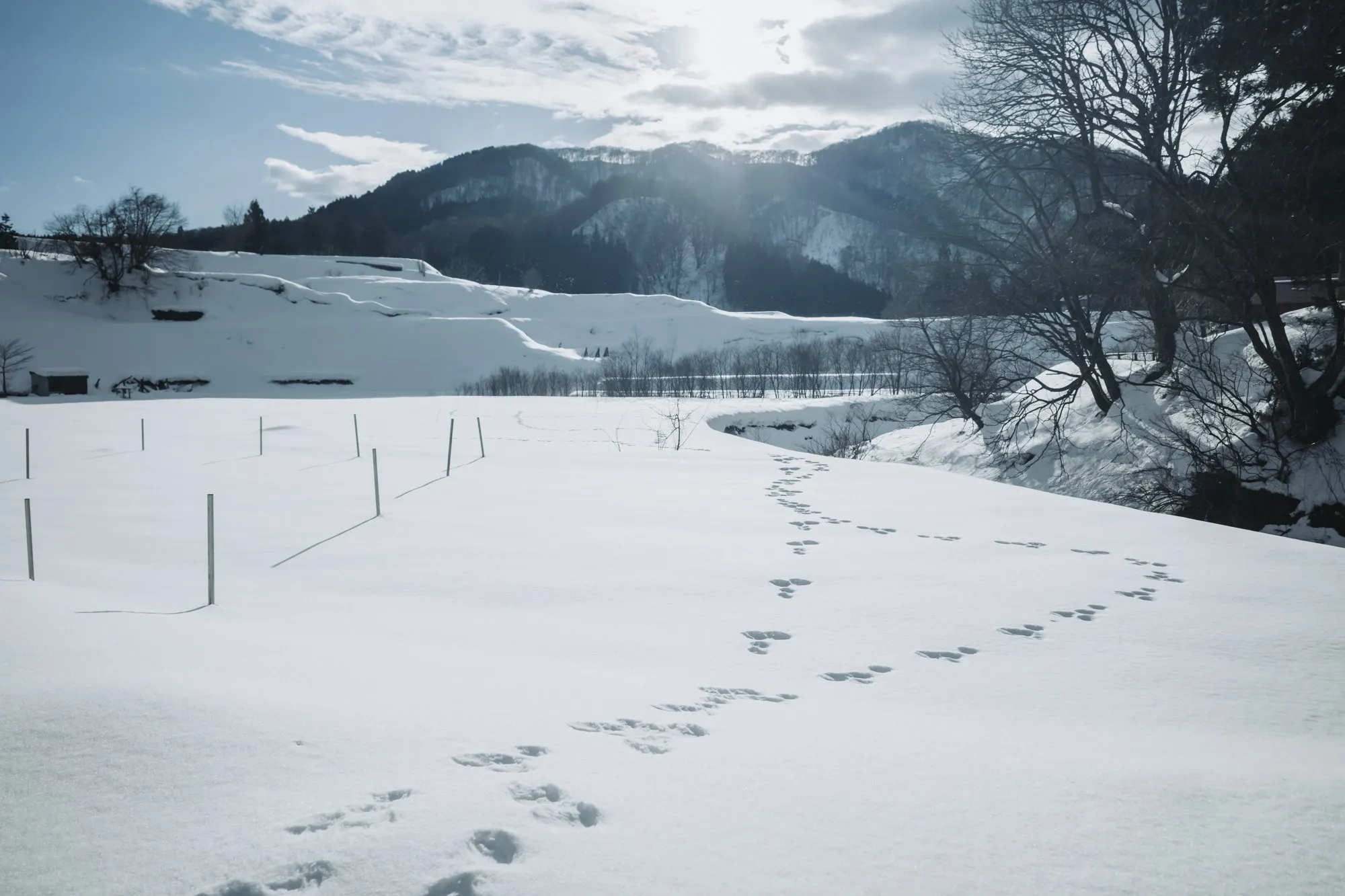 雪に覆われた田んぼと、動物の足あと(2026年1月撮影)